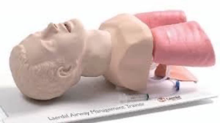 Laerdal Airway Trainer